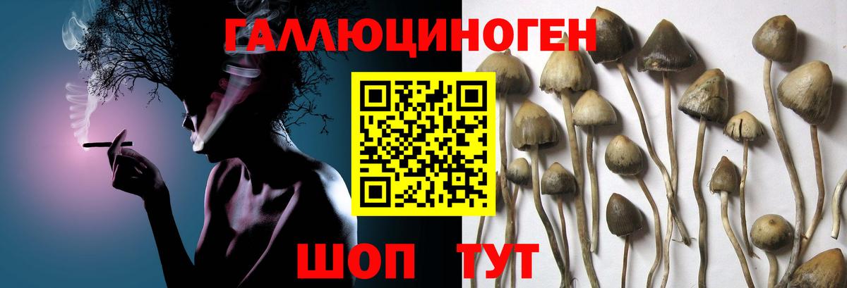 Советск  Галлюциногенные грибы GOLDEN TEACHER  Вход с VPN  Псилоцибиновые грибы GOLDEN TEACHER 